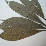 Aniba guianensis Leaf