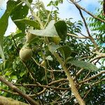 Solanum wrightii Pokrój