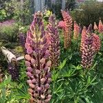 Lupinus × regalis Fiore