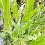 Centaurea nervosa Leaf