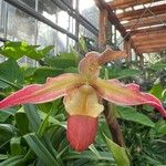 Phragmipedium longifolium Flor