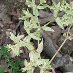 Euphorbia exigua Leaf