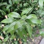 Ruscus hypophyllum Leaf