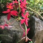 Epidendrum spp. Blüte