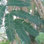 Calliandra tweediei Leaf