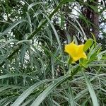 Thevetia neriifolia Hoja