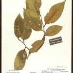 Lecythis gracieana Leaf