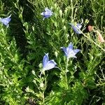 Platycodon grandiflorus Habitat