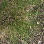 Festuca lemanii Hábitos