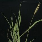 Dichanthium annulatum Хабит