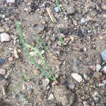 Allium cepa ഇല