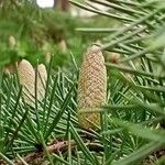 Cedrus deodaraFlower