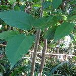 Guazuma ulmifolia Fuelha