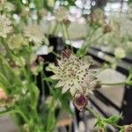 Astrantia majorÕis