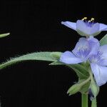 Tradescantia reverchonii Цвят