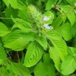 Ocimum × africanum List