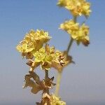 Alchemilla saxatilis Flor