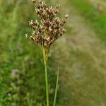 Juncus anceps