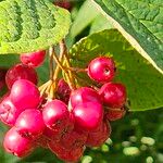 Cotoneaster bullatus 果實