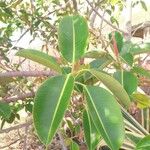 Ficus elastica Folha