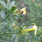 Jasminum fruticans Flor