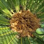 Cycas revoluta Цвят