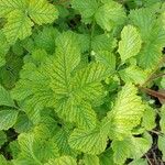 Geum japonicum Leaf