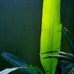 Musa × paradisiaca Folha