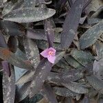 Tradescantia pallida Fleur