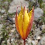 Tulipa sylvestris Flor