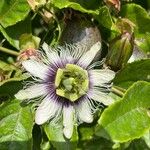 Passiflora edulis Kvet