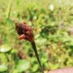 Xyris congensis Flower