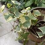 Senecio macroglossus Hoja