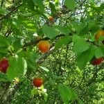 Prunus domestica Vaisius