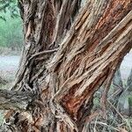 Eucalyptus botryoides Кора