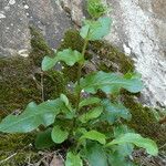 Hieracium amplexicaule Koor