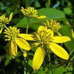 Verbesina alternifolia Blüte