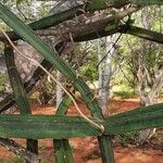 Cissus quadrangularis Folha