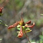 Hypericum lanceolatum Фрукт