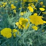 Achillea filipendulinaFlors