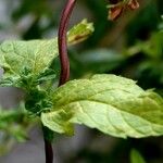 Mentha × piperita Leaf