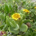 Borrichia arborescens Flor