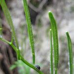 Cardamine graeca Fruit