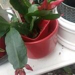 Schlumbergera bridgesii Fulla