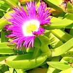 Carpobrotus dimidiatus Flor