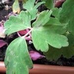 Aquilegia vulgaris Leaf