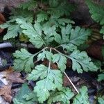 Geranium robertianum Folha