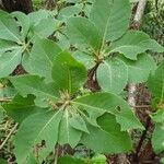 Clethra barbinervis Blad