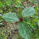 Trillium sessile 叶