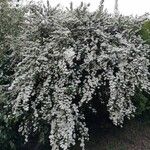 Spiraea × vanhouttei Õis